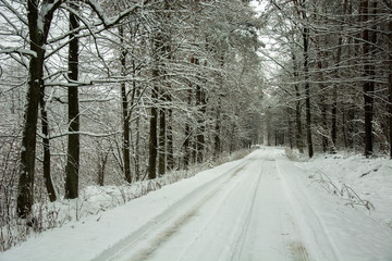 Long snow-covered road through beauty mystical forest