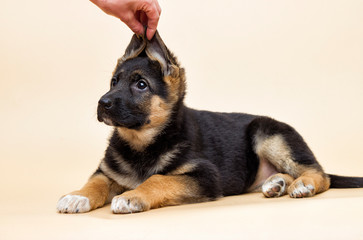 cute shepherd puppy looks