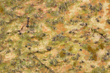 abstract background of tree bark