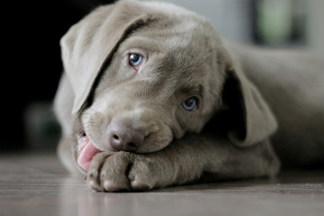 Silberner Labrador Welpe 