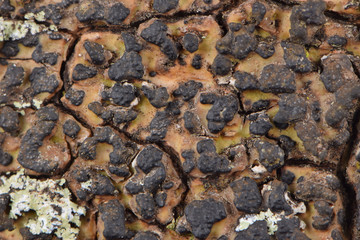 tree bark stone wall background