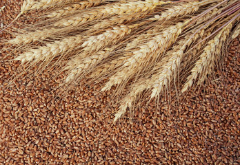 background of wheat ears lie on Golden wheat grains scattered on wooden table