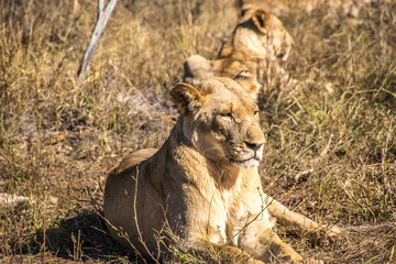 lions lying in the grass land of a national park in south africa