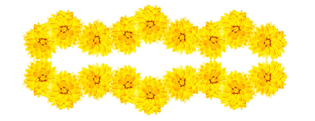 Colorful autumn flowers of chrysanthemum