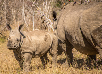 Fototapeta premium Portrait of a rhino in the grass lands of a national park in south africa