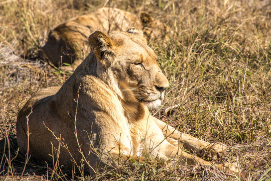 lions lying in the grass land of a national park in south africa