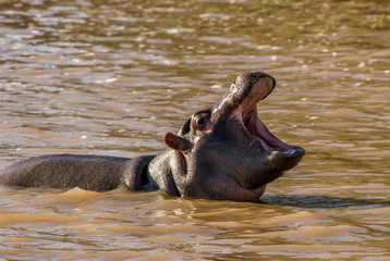 A hippo takes a bath in the river