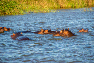 Fototapeta premium A group of hippos bathe in the river