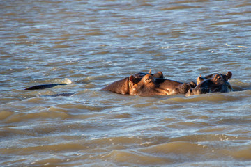Fototapeta premium A group of hippos bathe in the river