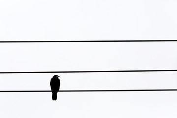 silhouette of a crow on wire