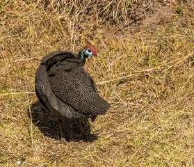 portrait of a guinea fowl in the wild