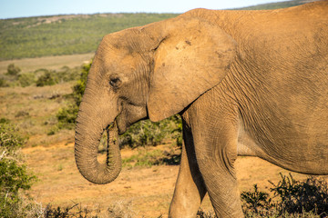 Potrait of an elephant in south africa