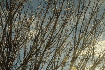 Frozen Trees Rising in the Sky