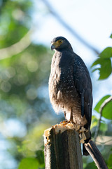 Crested serpent eagle