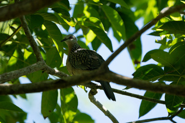 Palm dove on a branch