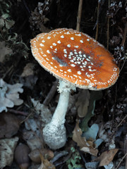 Fly Argaric at autumn's start