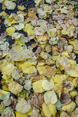 dried autumn leaves as a background