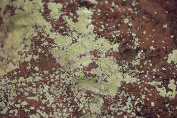 crustose lichen on stone