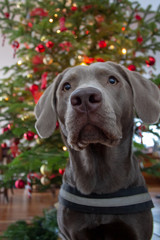 Labrador vor Weihnachtsbaum