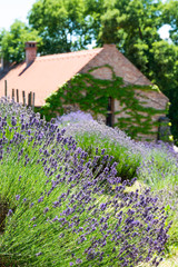 Beautiful lavender background