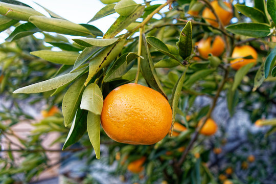 Cl&eacute;mentines