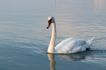 swans on lake Balaton © klagyivik