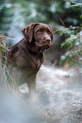 Labrador Welpe im Winter Wald