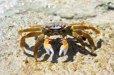 crab on beach