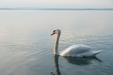 Fototapeta na wymiar swans on lake Balaton