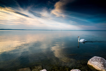 swans on lake Balaton