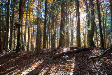 Autumn forest on sunny day