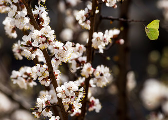 A common brimstone butterfly in flight near a branch of a blossoming apricot tree. Selective focus.