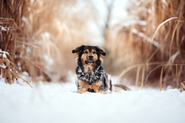 Mischlings Hund im Schnee 