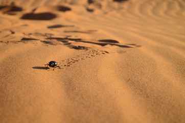 A beetle running through the desert