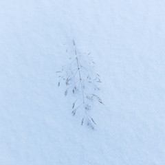 snow covered grass branches