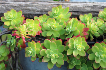 Ornamento con rosette di Graptopetalum