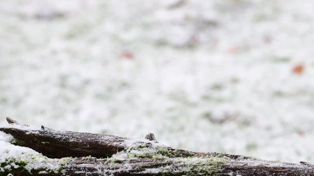 Jay collect acorns from the deadwood, winter, (garrulus glandarius), germany