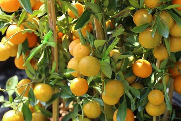 Orange tree in garden