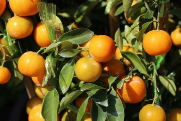 Orange tree in garden