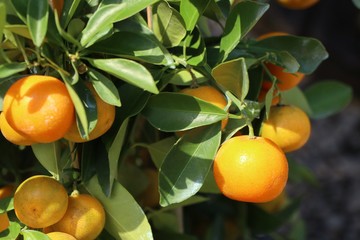 Orange tree in garden