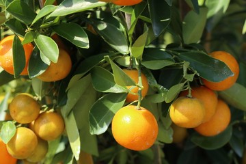 Orange tree in garden