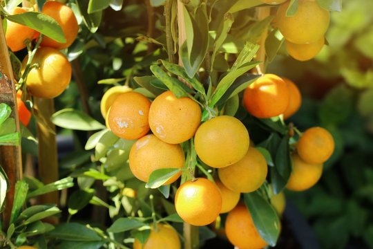 Orange tree in garden