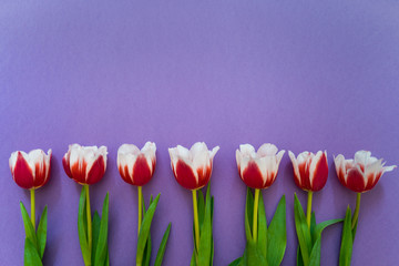 A bouquet of fresh tulips lying on a vivid purple background. Mother Day and International Women Day