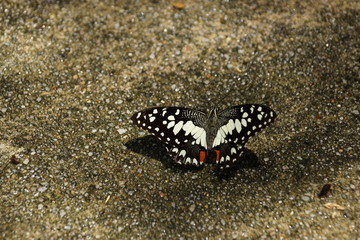 Schmetterling
