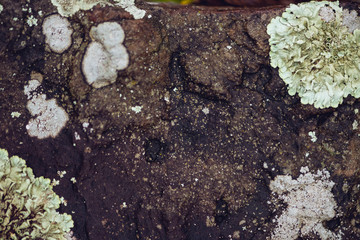 foliose and crustose lichen on stone
