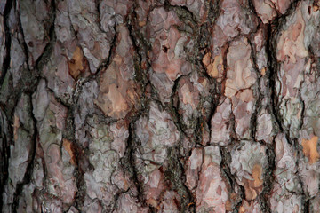 Fragment of the bark of an old pine. Ecological natural background