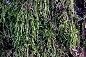 Sphagnum moss grows on pine bark. Beautiful natural eco natural background