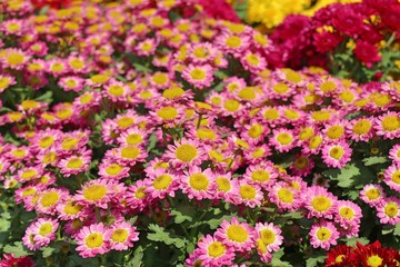 Obraz premium Chrysanthemum flower for sell
