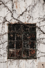 Old shed with vines growing over window