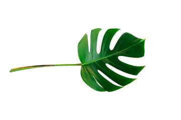 Monstera green leaf isolated on white background with clipping path for summer and spring design...